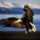 on-the-wings-of-eagles