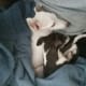 sweet-sadie-my-italian-greyhound-rescue-dog