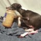 sweet-sadie-my-italian-greyhound-rescue-dog