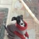 sweet-sadie-my-italian-greyhound-rescue-dog