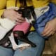 sweet-sadie-my-italian-greyhound-rescue-dog