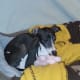sweet-sadie-my-italian-greyhound-rescue-dog