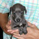 Picked from the litter at 2 weeks of age