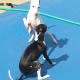 sweet-sadie-my-italian-greyhound-rescue-dog