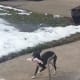 sweet-sadie-my-italian-greyhound-rescue-dog