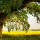 my-friend-the-oak