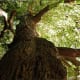 my-friend-the-oak