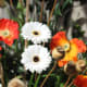 in-search-of-myths-legends-a-flower-festival-and-hymns-of-praise-in-swaffham-church-norfolk-uk