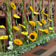 Stunning display of Sunflowers
