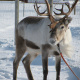 Antlers to be Proud of