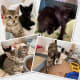 freddys-cat-house