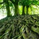 lessons-from-a-tree