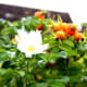 lessons-from-a-rose-bush