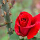 lessons-from-a-rose-bush