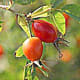 lessons-from-a-rose-bush