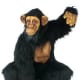 Walter, today's protagonist, he says he is looking more like a monkey every day!