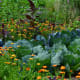Mom's vegetable garden