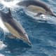 where-the-dolphins-swim