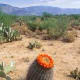 Barrel Cactus Squats