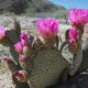 Prickly Pears (Ummm)