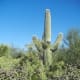Saguaro Blesses all