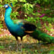Peacock roams the grounds