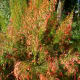 Firecracker plant in bloom