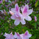 Cenacle grounds – azaleas in bloom