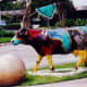 Salvador Cowli