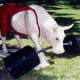 Mooscle Cow
