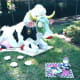 Miss Cowsmoopolitan the Divine Bovine