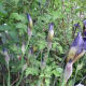 flower-moon