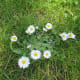 Fresh Wild Daisies