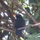 Blackbird Rejoicing in the Willow Tree