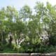 New Green Shoots on the Willows