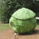 'Big Cabbage' by Bill Davenport