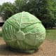'Big Cabbage' by Bill Davenport