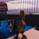 Skipper with our young rooster, Gilly