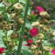 Hollyhocks and Four O'clocks
