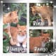 feral-cats-of-playa-blanca-lanzarote-part-two