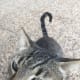 feral-cats-of-playa-blanca-lanzarote-part-two