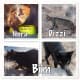 feral-cats-of-playa-blanca-lanzarote-part-two