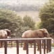 Elephants at a Korean zoo, 1991.