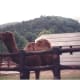 Camel at a Korean zoo, August 1991.