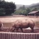 A Korean zoo, 1991.