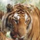 A tiger eating from a visitor tram 1991.