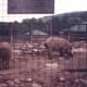 A Korean zoo, 1991.
