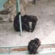 Apes at a Korean zoo, 1991.