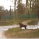 A zoo in Kore, 1991.