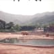 A Korean zoo, 1991.